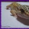 geckos4me