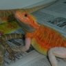 dragonluver83