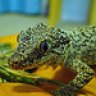 Crazy4Herps