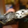 Don's Turtles