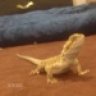 lizard-lover22