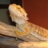 mmdragons