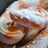 Elepheguttata007