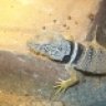 zachsreptiles