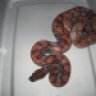 Reptilia_Extreme