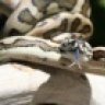 SherrodSerpents