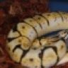 snaketopia