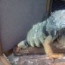 Felcane