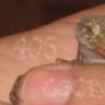 sotosgeckos
