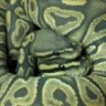 Balls Deep Reptiles
