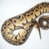 snakegurl13