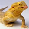 ADS Dragons