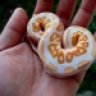 Snakesnme