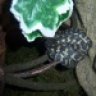 redtailpython