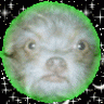 PatrickBull