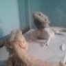 dragonsbygemini