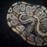 Keefer's Reptiles