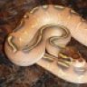 spinytail12
