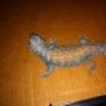 bullsnake5