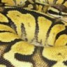 snakesRkewl