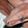 Constrictor Creations