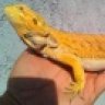 dragonsandtails