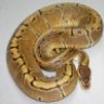 snake nutz