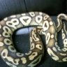 snakedaddy79