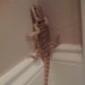 Reptizen