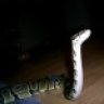 knsreptiles