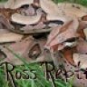 Ross-Reptiles