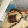 snakes335