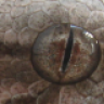 HoosierHerps