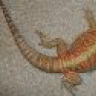 Shalimarbeardies