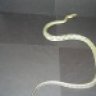 TMSreptiles