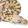 xtremeserpents