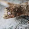 CharlieGeckos