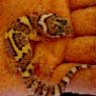 DiabloGeckos