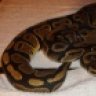 PrideExotics
