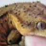 kristy<3sgeckos
