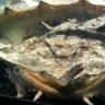 gaiaexotics