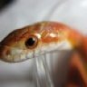 MojaveReptiles
