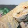 MythicalDragonz