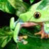 TC Frogs