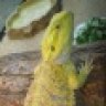 Dragonfacination