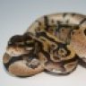BOSS Reptiles