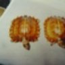 kingofturtles