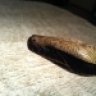NJHerpetologist