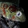 phelsuma11