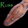 rLviper